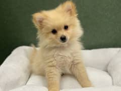 Pomeranian puppy top Quality