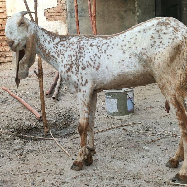 makhi cheeni bakri | 1150 per kg 1