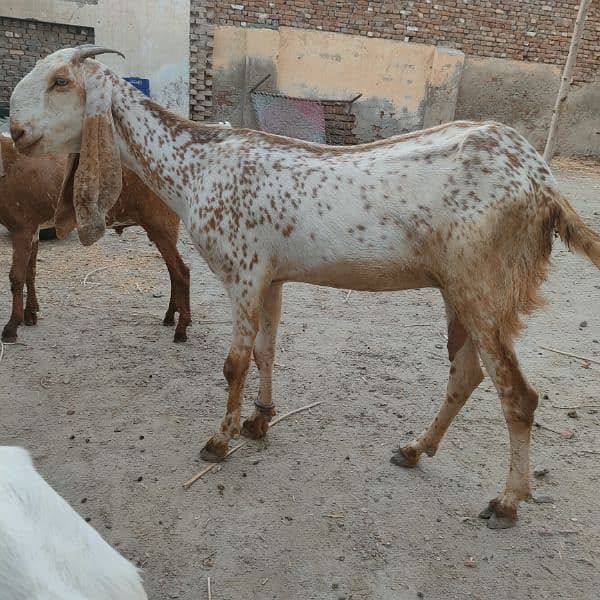 makhi cheeni bakri | 1150 per kg 2