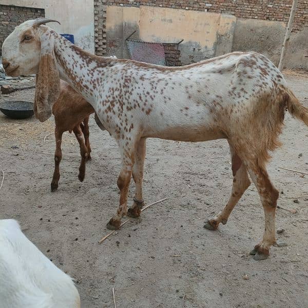 makhi cheeni bakri | 1150 per kg 3