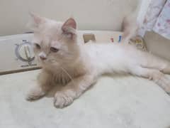 Persian Stud Male 0