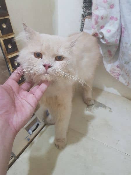 Persian Stud Male 1