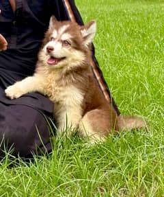 king size Siberian husky long coat pedigree puppy