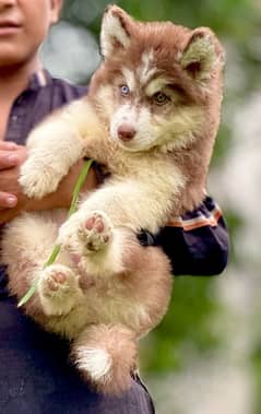 Extreme quality siberian husky long coat pedigree puppy