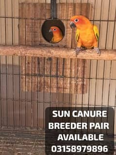 SWINSON LORI & SUN CONURE BREEDER PAIR WITH DNA AVAILABLE.