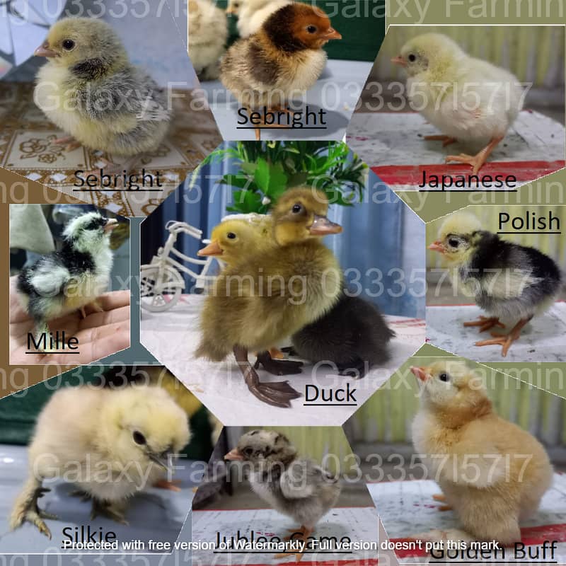 Sebright,Silkie,Japanese,Misri,Hen,Chicks,Eggs,Incubator,033357l57l7 4