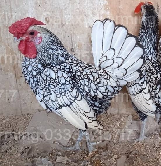 Sebright,Silkie,Japanese,Misri,Hen,Chicks,Eggs,Incubator,033357l57l7 6