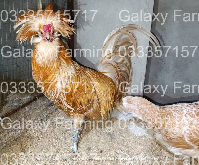 Sebright,Silkie,Japanese,Misri,Hen,Chicks,Eggs,Incubator,033357l57l7 7