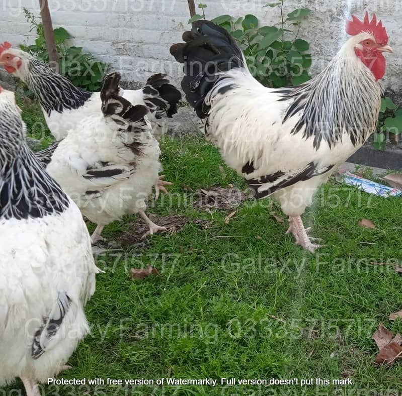 Sebright,Silkie,Japanese,Misri,Hen,Chicks,Eggs,Incubator,033357l57l7 14