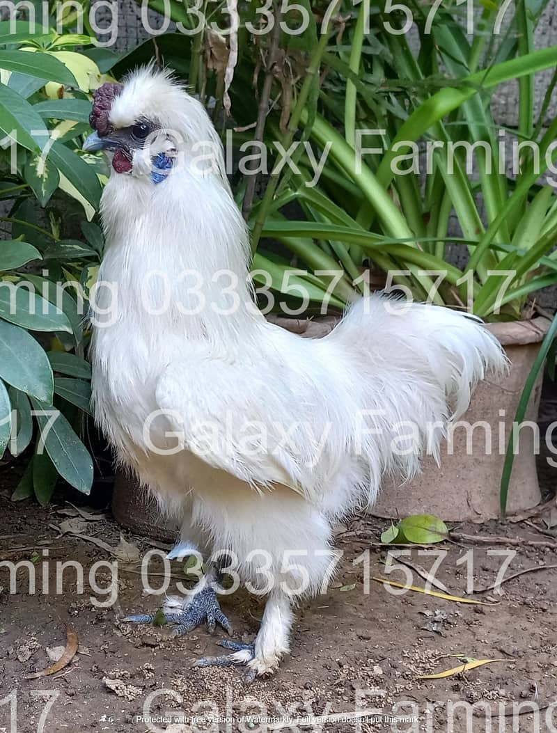 Sebright,Silkie,Japanese,Misri,Hen,Chicks,Eggs,Incubator,033357l57l7 16