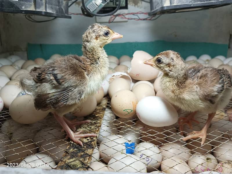 Sebright,Silkie,Japanese,Misri,Hen,Chicks,Eggs,Incubator,033357l57l7 19