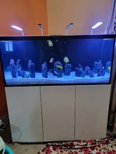 Red Sea Aquarium 4 Feet