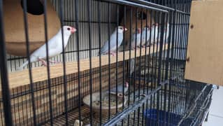 JAVA AND LOVEBIRDS BREEDER PAIR