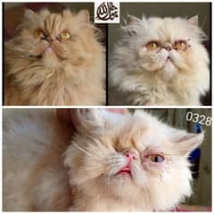 Pure peki face kittens pair imported bloodline 0