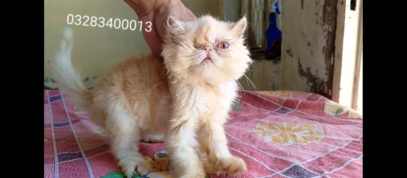 Pure peki face kittens pair imported bloodline 2