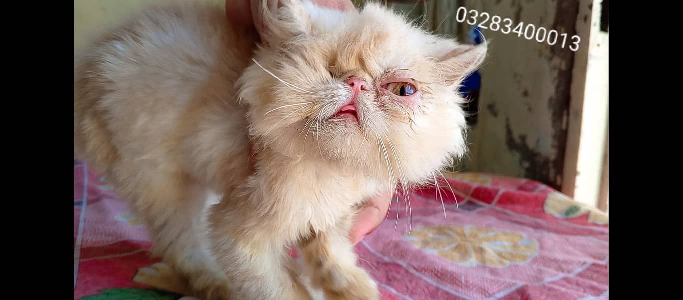 Pure peki face kittens pair imported bloodline 4