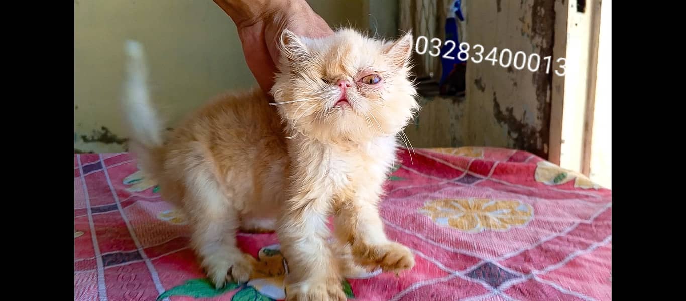 Pure peki face kittens pair imported bloodline 7