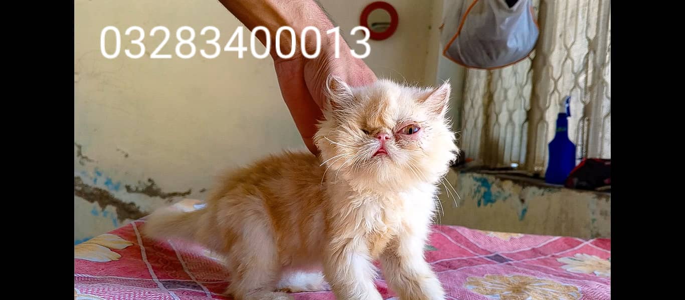 Pure peki face kittens pair imported bloodline 8