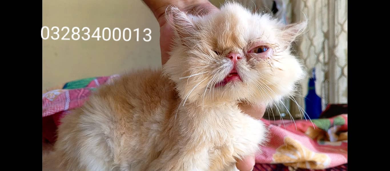 Pure peki face kittens pair imported bloodline 14