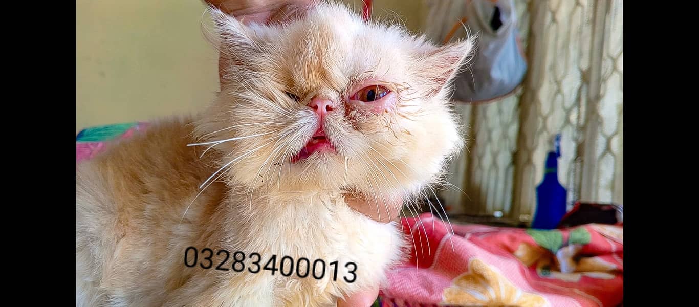 Pure peki face kittens pair imported bloodline 15