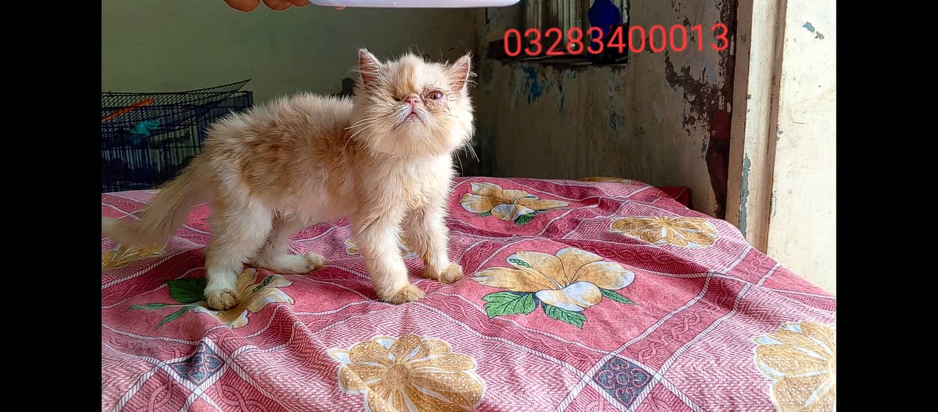 Pure peki face kittens pair imported bloodline 16