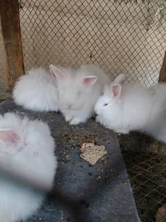 Loinhead & English angora rabbits