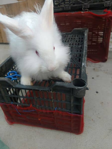 Loinhead & English angora rabbits 1