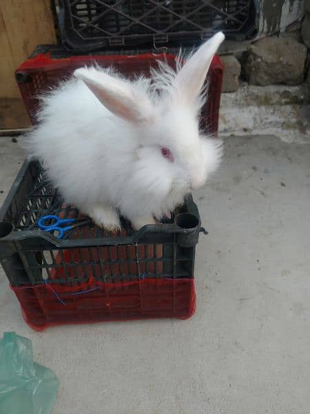 Loinhead & English angora rabbits 6