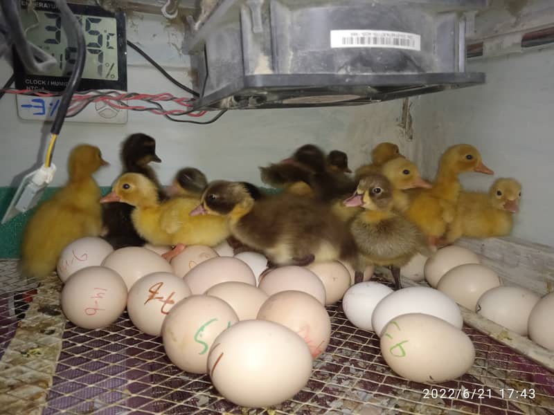 Incubators,1-2000 eggs,Automatic,Manual,Brooders,Hatchery,O33357l57l7 6