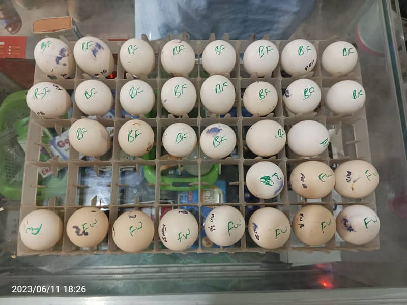 Hatchery,Incubators,1-2000 eggs,Automatic,Manual,Brooders,O33357l57l7 17