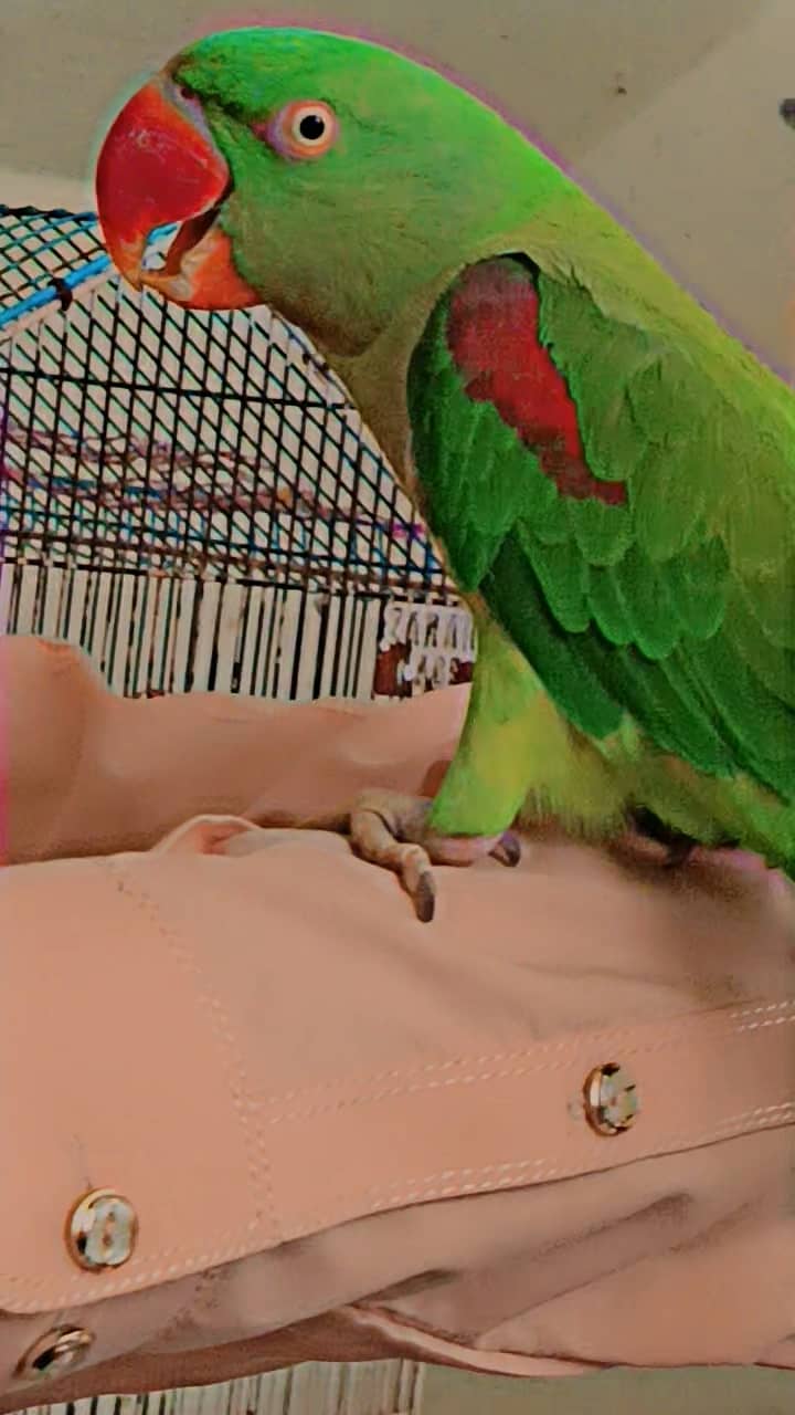 Raw parrot 0