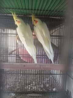 Cockatiel 2 pair