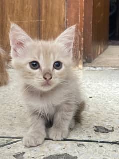 available 5 Persian kittens one kittens price given