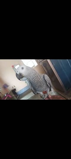 Silver Congo African Grey Female Age 10 Months