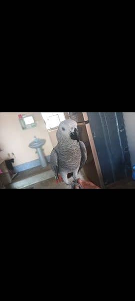 Silver Congo African Grey Female Age 10 Months 1