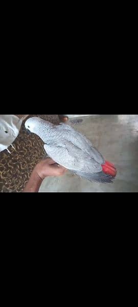 Silver Congo African Grey Female Age 10 Months 2