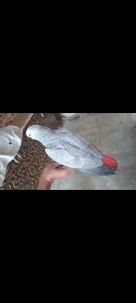 Silver Congo African Grey Female Age 10 Months 3