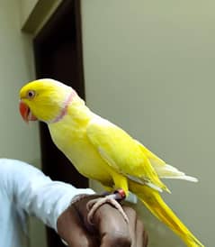 yellow ringneck male parrot