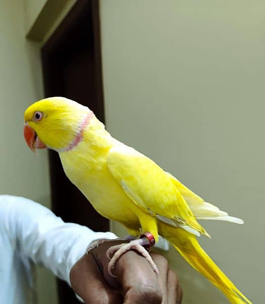 yellow ringneck male parrot 0