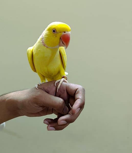 yellow ringneck male parrot 1