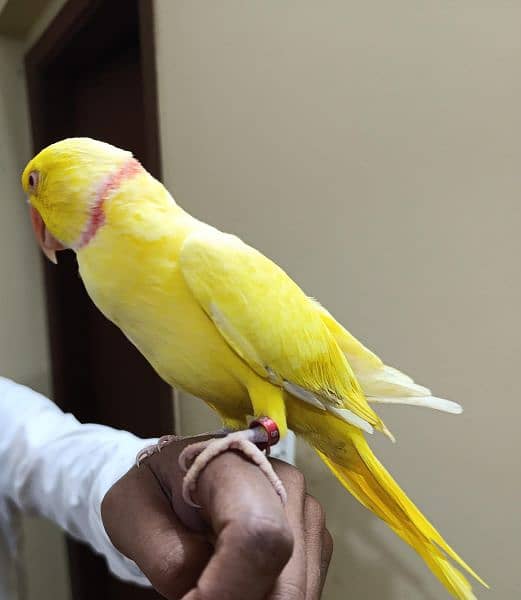 yellow ringneck male parrot 2