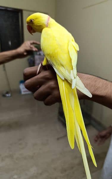 yellow ringneck male parrot 3