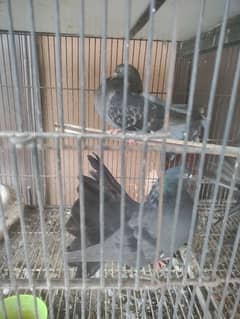 pigeon and parrots for sale 0