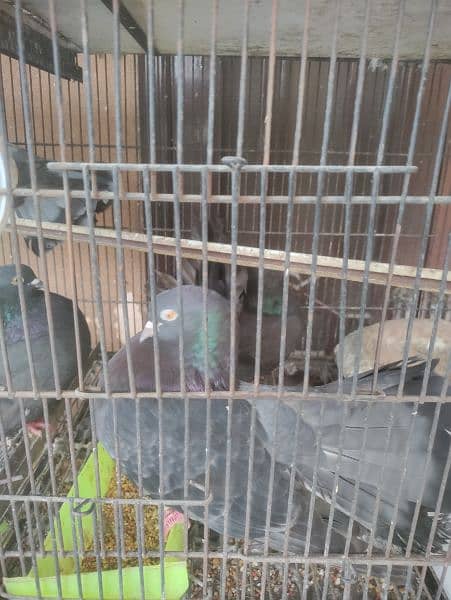 pigeon and parrots for sale 1