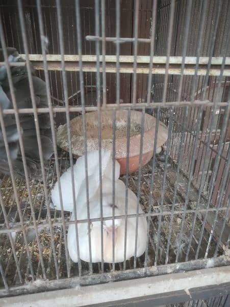 pigeon and parrots for sale 2