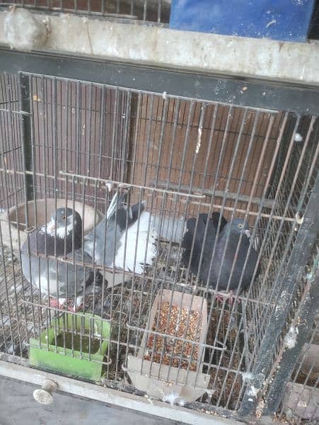 pigeon and parrots for sale 3