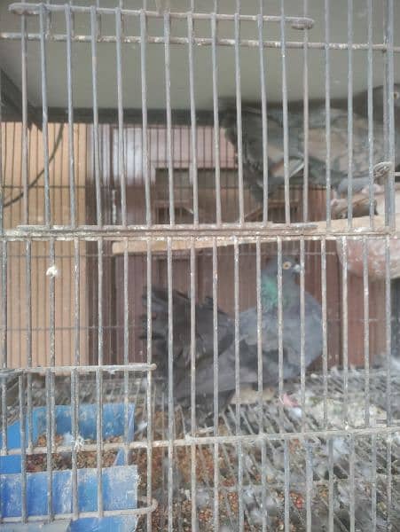 pigeon and parrots for sale 4