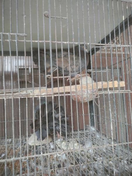 pigeon and parrots for sale 5