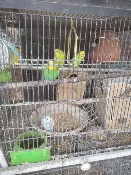 pigeon and parrots for sale 6