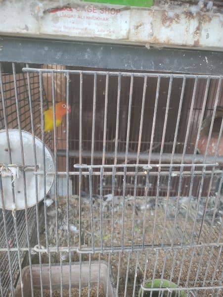 pigeon and parrots for sale 7